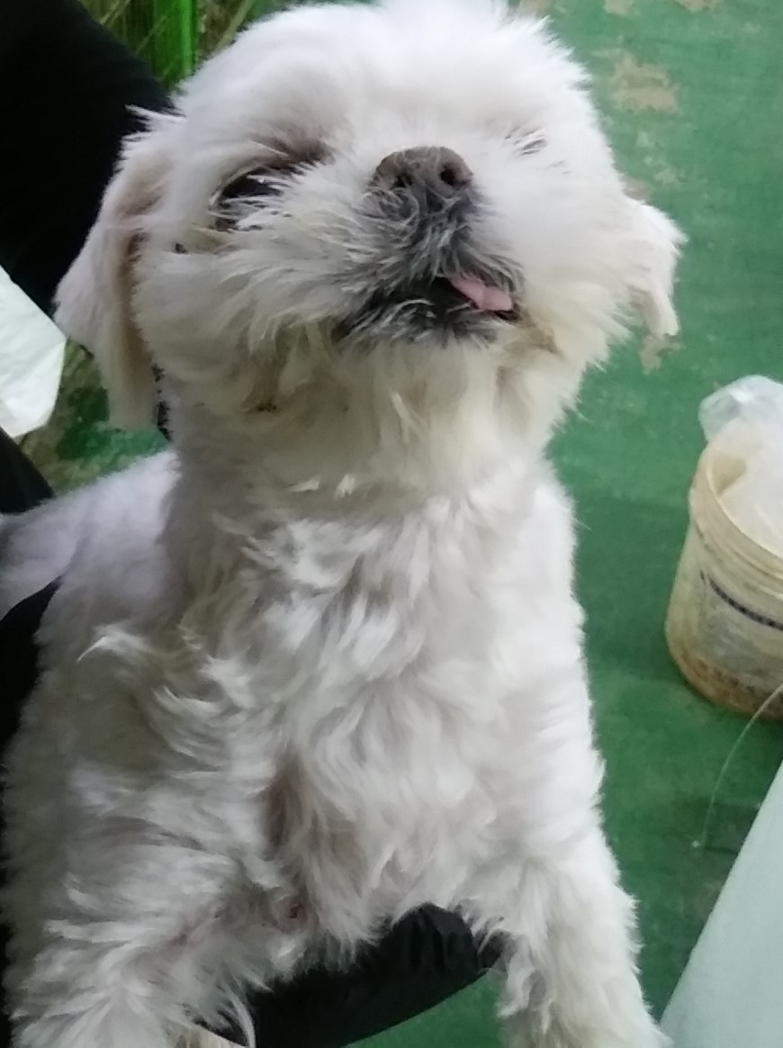 인천광역시수의사회_428351202400307